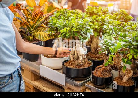 Frau kauft eine Topfpflanze Ficus Gingseng in einem Großhandelslager in einem Gewächshaus für den Haushalt Stockfoto