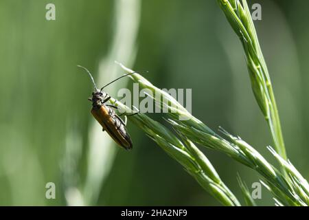 Kriechender Käfer auf einer Blume in Makrofotografie. Detailreiche und interessante Insekten in ihrer Umgebung Stockfoto