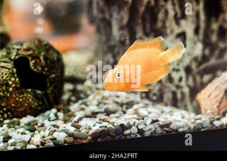 Cichlid Papagei ist ein süßer Fisch in einem Aquarium Stockfoto