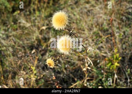 Milchdistel verwitterte trockene Blüten, verschwommenes graues Herbstgras Hintergrund, weiches Bokeh, Draufsicht Stockfoto