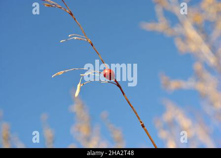 Marienkäfer sitzt auf trockenem Graszweig, Makro-Nahaufnahme Detail, weich verschwommen Bokeh Hintergrund, blau sonnigen Himmel Stockfoto