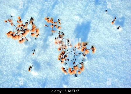 Trocken Gelb Flauschige Blumen auf der Wiese mit weißem Schnee, natürlichen Hintergrund Stockfoto