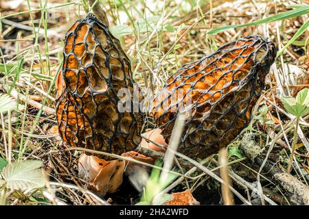 Zwei Morcheln Pilze in einem Wald Lichtung zwischen dem Gras, von Insekten auf der Innenseite gegessen Stockfoto