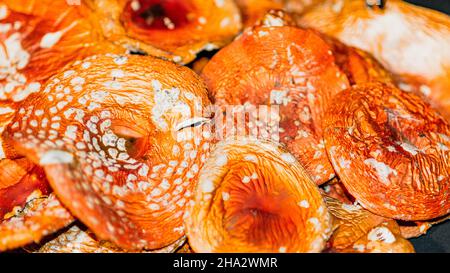 Schöne helle getrocknete Kappen Pilze rote Fliege agarisch Stockfoto