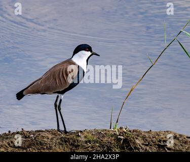 Spurflügelpfeifer oder Spurflügelpfeifer (Vanellus spinosus), Nil, Luxor, Ägypten Stockfoto