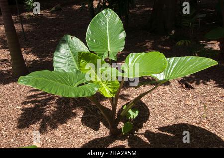 Sydney Australien, glänzend grüne Blätter einer Palmenpflanze im Garten Stockfoto