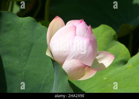 Sydney Australien, weiß mit rosa gefärbter Blume einer Lotuswasserlilie Stockfoto