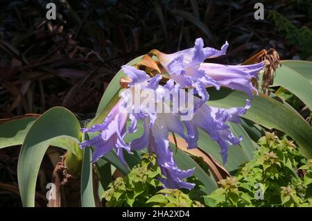 Sydney Australien, Lilac-blaue Blüten einer Worsleya-Procera oder blauer Amaryllis Stockfoto