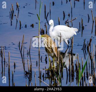 Silberreiher, Egretta garzetta, Halchsenreiher, Ardeola ralloides, Nil, Luxor, Ägypten Stockfoto