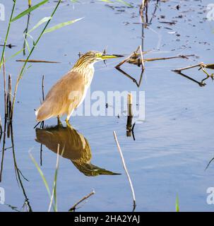 squacco Reiher, Ardeola ralloides, Nil River, Luxor, Ägypten Stockfoto