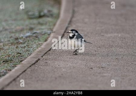 Ausgewachsener Riedschwanzschwanz, Motacilla Alba Yarrellii auf gefrorenem Grasland während des britischen Winters. Stockfoto