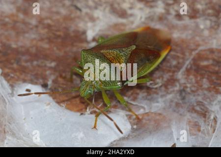 Nahaufnahme einer bunten, überwinternden Birke shieldbug, Elasmostethus interstinctus Stockfoto