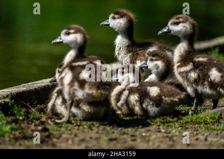 Nahaufnahme von flauschigen entzückenden ägyptischen Gänseküken auf einem Feld Stockfoto