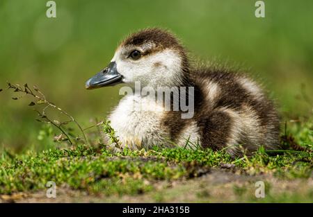 Nahaufnahme eines entzückenden ägyptischen Gänsekichtes auf einer Wiese Stockfoto