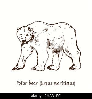 Eisbär (Ursus maritimus) Seitenansicht im Stehen. Tusche schwarz-weiße Doodle Zeichnung im Holzschnitt-Stil. Stockfoto