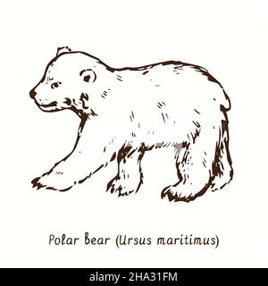 Eisbär (Ursus maritimus) Seitenansicht im Stehen. Tusche schwarz-weiße Doodle Zeichnung im Holzschnitt-Stil. Stockfoto