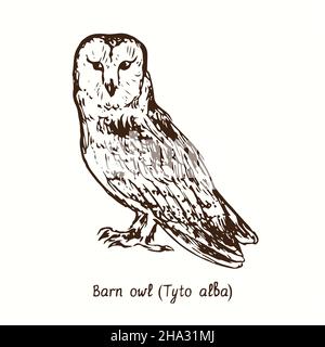 Stalleule (Tyto alba) sitzend. Tusche schwarz-weiße Doodle Zeichnung im Holzschnitt-Stil. Stockfoto