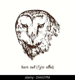 Scheune Eule (Tyto alba), Vorderansicht Porträt. Tusche schwarz-weiße Doodle Zeichnung im Holzschnitt-Stil. Stockfoto