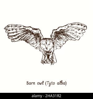 Scheune Owl (Tyto alba), die Vorderansicht fliegt. Tusche schwarz-weiße Doodle Zeichnung im Holzschnitt-Stil. Stockfoto