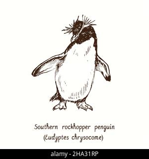 Südlicher Steintrichter Pinguin (Eudytes chrysocome) stehend. Tusche schwarz-weiße Doodle Zeichnung im Holzschnitt-Stil. Stockfoto