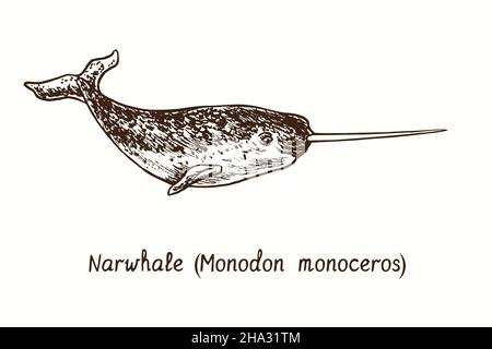 Narwal (Monodon monoceros). Tusche schwarz-weiße Doodle Zeichnung im Holzschnitt-Stil. Stockfoto