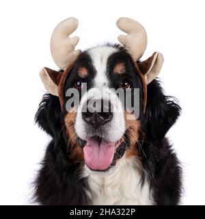 Haed Schuss von lustigen Weihnachtshund. Berner Sennen legt sich am Rand nieder und trägt ein weihnachtliches Geweih-Stirnband. Blick neben die Kamera. Isoliert auf einem WH Stockfoto