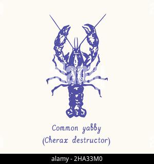 Gewöhnlicher Yabby (Cherax destructor). Tusche schwarz-weiße Doodle-Zeichnung im Holzschnitt-Stil mit Inschrift. Stockfoto