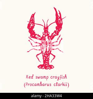 Red Swamp Crayfish (Procambarus clarkii) Draufsicht. Tusche schwarz-weiße Doodle-Zeichnung im Holzschnitt-Stil mit Inschrift. Stockfoto