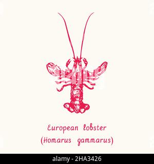 Europäischer Hummer (Homarus gammarus) von oben. Tusche schwarz-weiße Doodle-Zeichnung im Holzschnitt-Stil mit Inschrift. Stockfoto