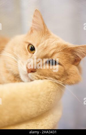 Vertikale Nahaufnahme eines entzückenden orangen Katzengesichts Stockfoto