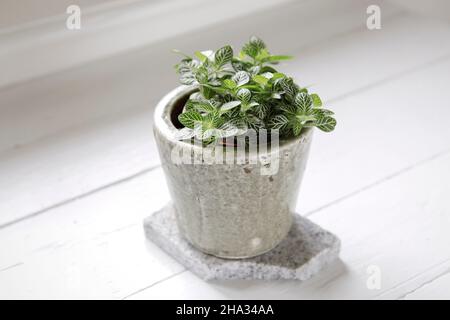 Nahaufnahme der Fittonia albivenis (Nervenpflanze) von oben. Kleine, elegante Zimmerpflanze im Blumentopf auf weißem Hintergrund. Trendige Stimmung Indoor Pflanze gr Stockfoto