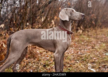 Porträt des schönen Weimaraner Hundes eine herbstliche Natur. Jagdhund im Freien. Treuer Freund. Weimaraner reinrassige Haustier. Auf dem Land, Tierwelt. Tiere Stockfoto