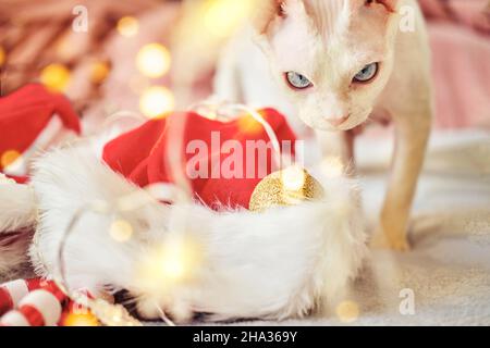 Exotische Sphynx Devon Katze feiert Weihnachten. Haustiere in den Neujahrsdekorationen Stockfoto