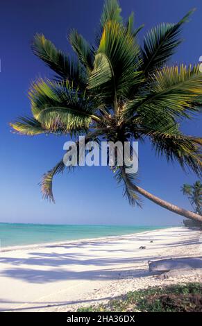 Palmen am Strand mit der Landschaft an der Ostküste im Dorf Bwejuu auf der Insel Sansibar in Tansania. Tansania, Sansibar, Bweju Stockfoto