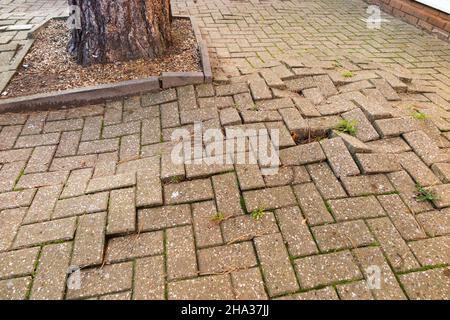 Wachsende große Wurzeln aus einem Baum führen dazu, dass Ziegel Pflaster, die zu Fuß über Fußgänger auf dem Bürgersteig zu Autos zu parken, zu bewegen und heben aus dem Boden verursachen uneben und gefährliche Stolpergefahr. London. VEREINIGTES KÖNIGREICH. (127) Stockfoto