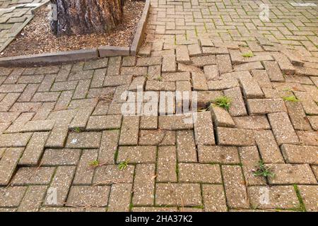 Wachsende große Wurzeln aus einem Baum führen dazu, dass Ziegel Pflaster, die zu Fuß über Fußgänger auf dem Bürgersteig zu Autos zu parken, zu bewegen und heben aus dem Boden verursachen uneben und gefährliche Stolpergefahr. London. VEREINIGTES KÖNIGREICH. (127) Stockfoto