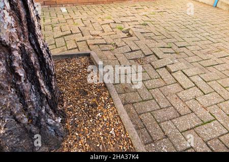 Wachsende große Wurzeln aus einem Baum führen dazu, dass Ziegel Pflaster, die zu Fuß über Fußgänger auf dem Bürgersteig zu Autos zu parken, zu bewegen und heben aus dem Boden verursachen uneben und gefährliche Stolpergefahr. London. VEREINIGTES KÖNIGREICH. (127) Stockfoto