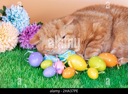 Eine lustige Ingwerkatze schläft auf Kunstrasen in der Nähe von farbigen ostereiern Stockfoto