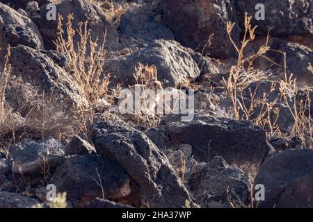 New Mexico Albuquerque Ein Hase im Petroglyph National Monument Stockfoto