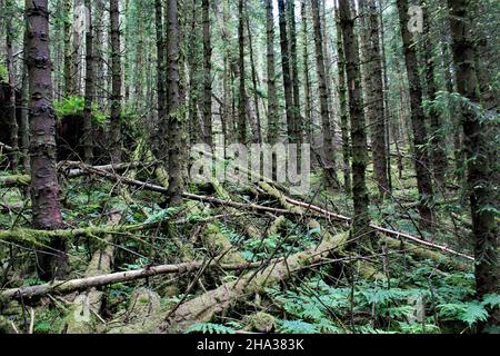 Im Sommer in einem Kiefernwald mit umgestürzten Stämmen (Scottish Borders, Schottland) Stockfoto