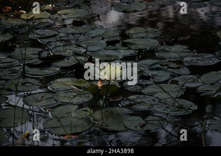 Nahaufnahme von blühenden Seerosen und Blättern Stockfoto
