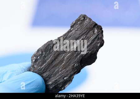 Kohleklumpen in der Hand des Wissenschaftlers. Forschungskonzept für fossile Brennstoffe. Stockfoto