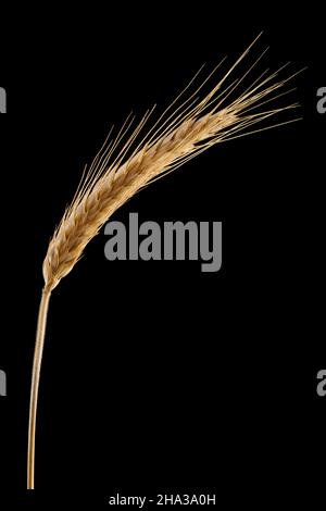 Reife getrocknete Stacheletts aus Gerste isoliert Nahaufnahme auf schwarzem Hintergrund. Makro-Einzelohr mit Blatt. Stockfoto