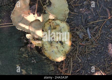 Wilder Pilz wächst unter den Kiefernnadeln in der hellen Sonne. Stockfoto