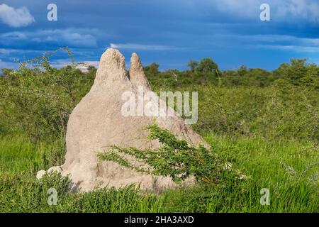 Termitenhügel in einem Südafrika Stockfoto