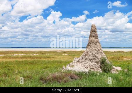 Termitenhügel in einem Südafrika Stockfoto