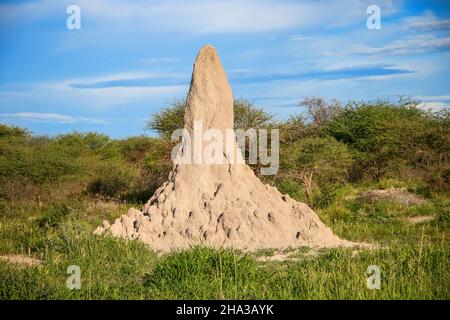 Termitenhügel in einem Südafrika Stockfoto