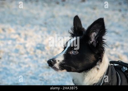 Eine Nahaufnahme eines niedlichen jungen Border Collie Welpen mit Schnee auf der Nase, während draußen im Park im Winter. Stockfoto