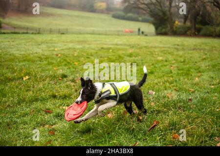 Ein junger schwarz-weißer Border-Collie-Welpe, der mit einer Frisbee im Mund läuft, während er im Park fetch spielt. Stockfoto