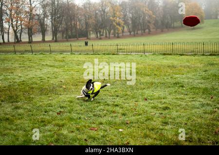 Ein junger, schwarz-weißer Border-Collie-Welpe versucht beim Spielen im Park eine Frisbee zu fangen. Stockfoto